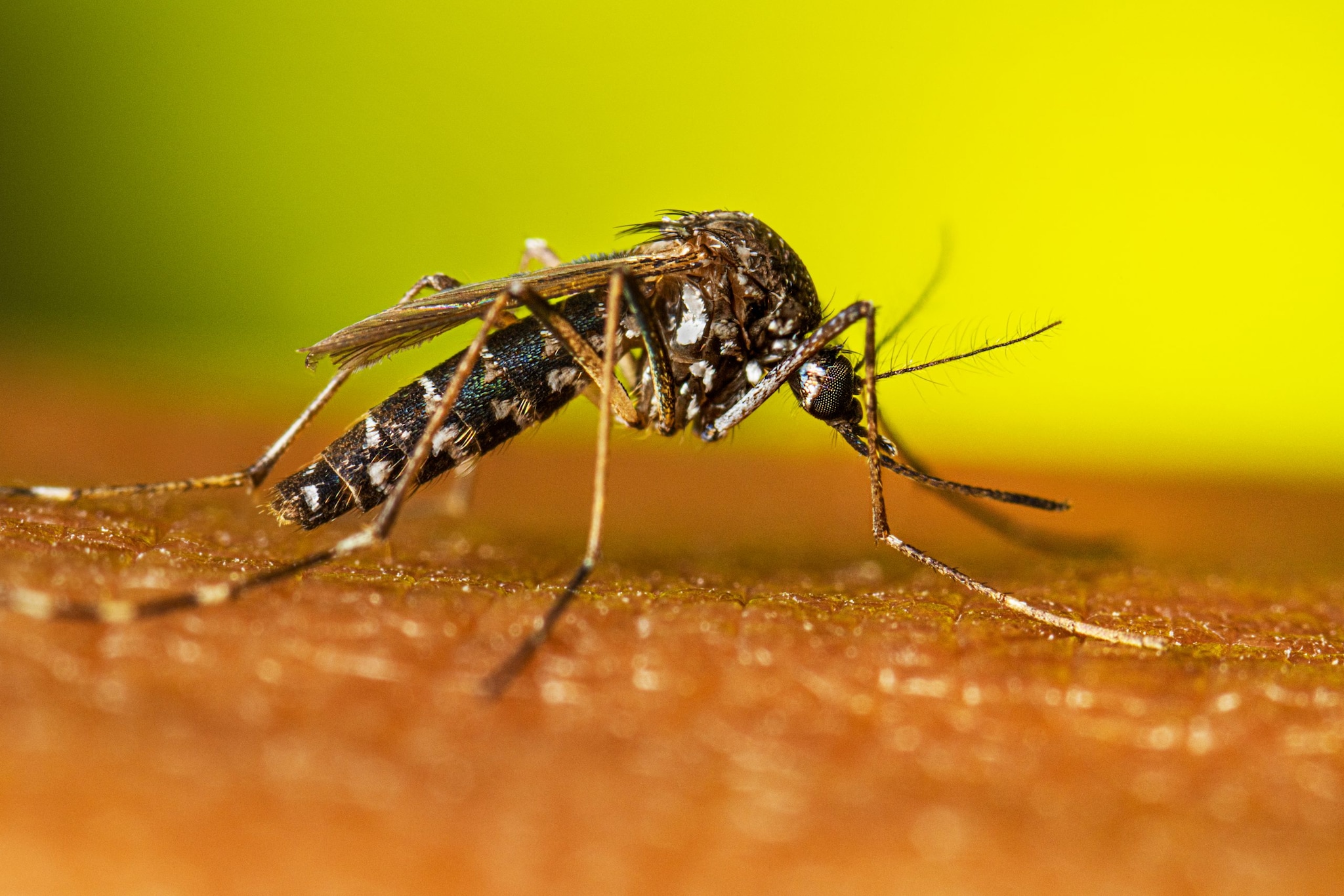 Adult female Aedes albopictus resting