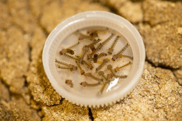 Mosquito larvae in a plastic bottle cap