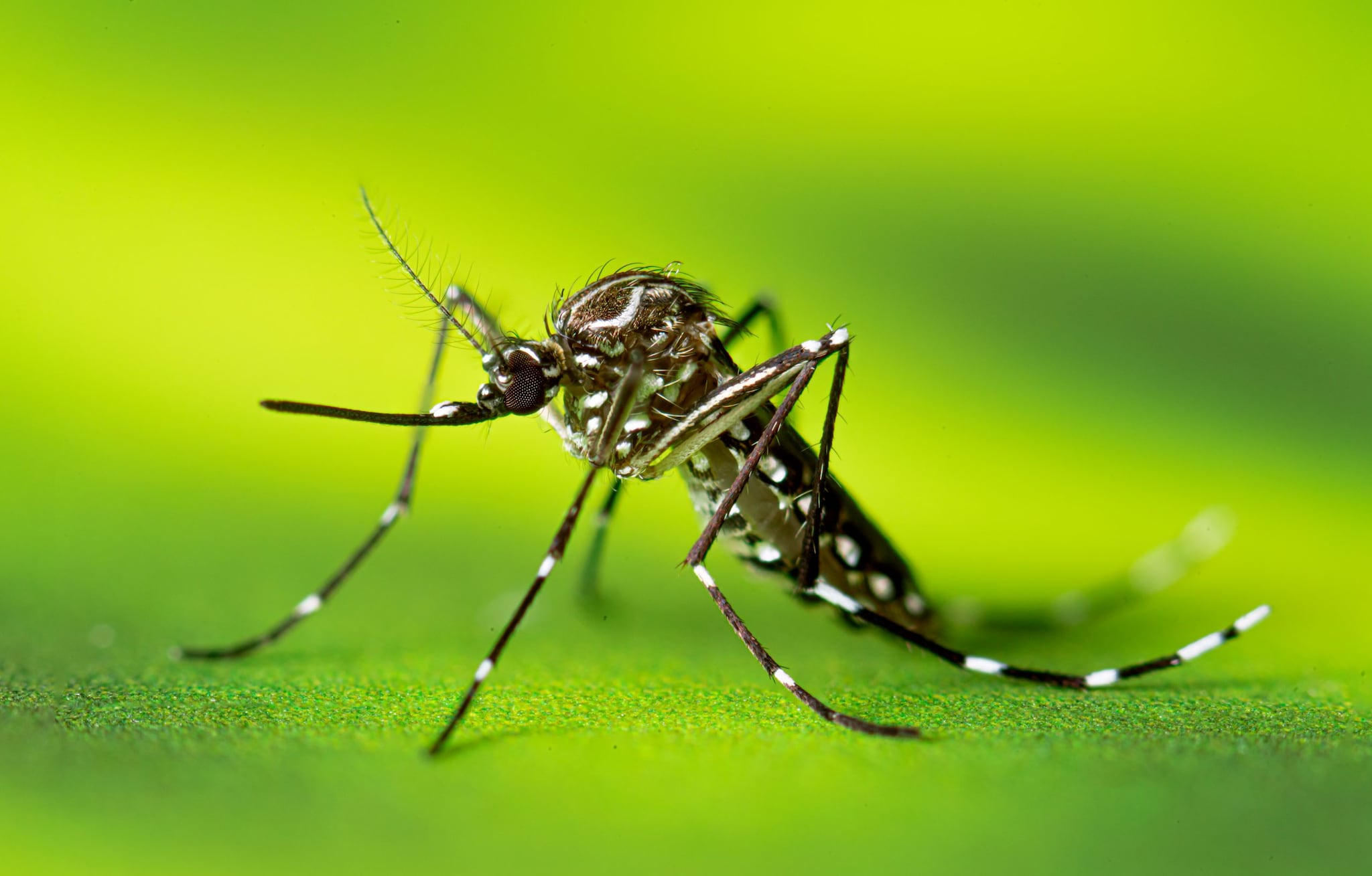 Adult female Aedes aegypti mosquito resting