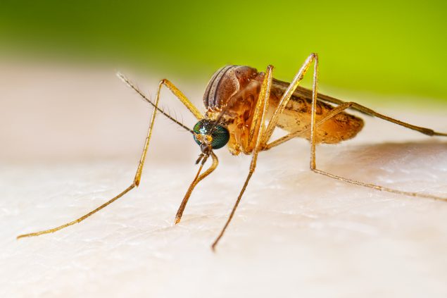 Adult female Culex quinquefasciatus mosquito taking a blood meal