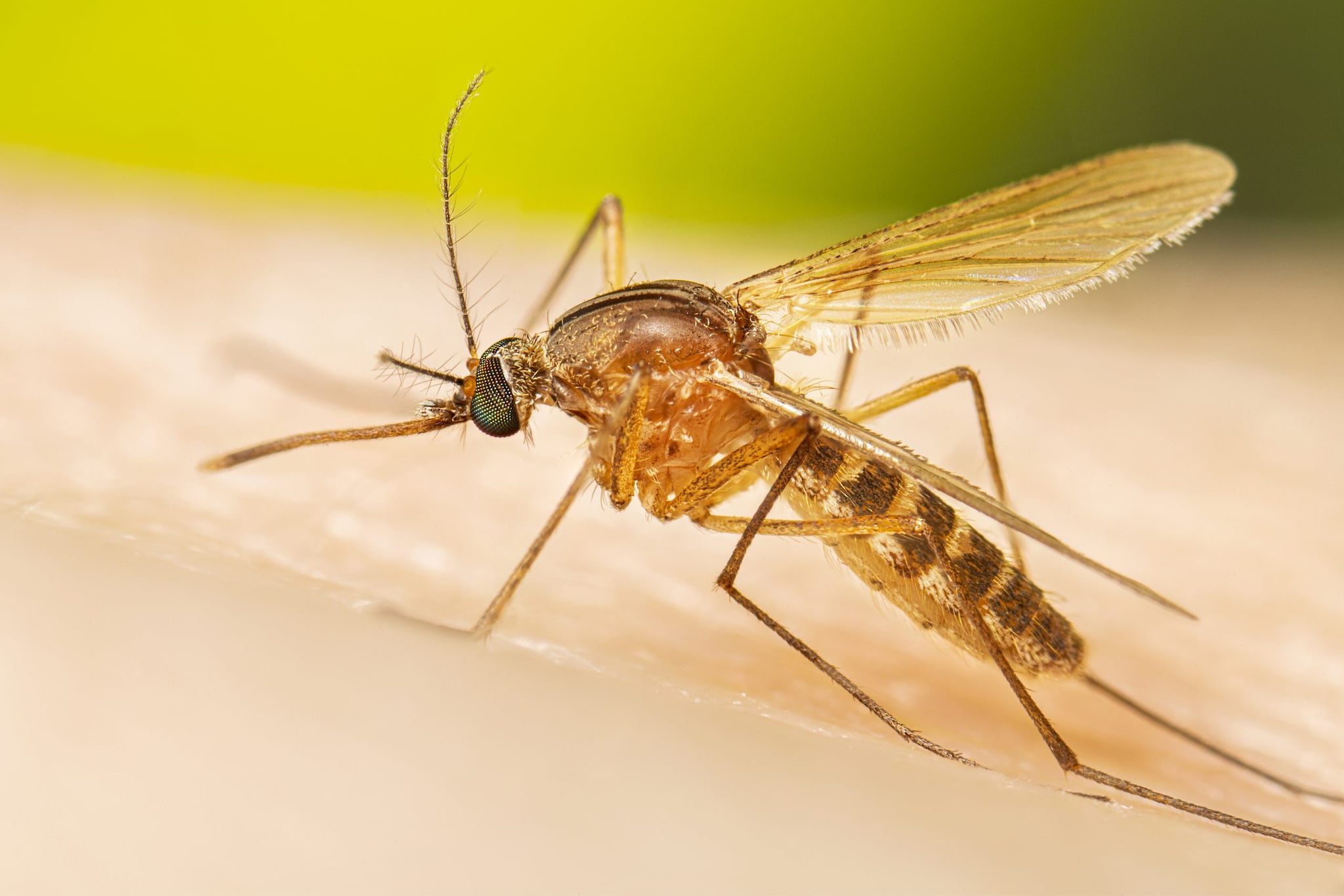 Adult female Culex quinquefasciatus mosquito before a blood meal