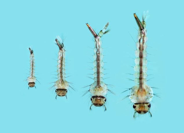 Culex quinquefasciatus mosquito larvae showing the four larval stages or instars