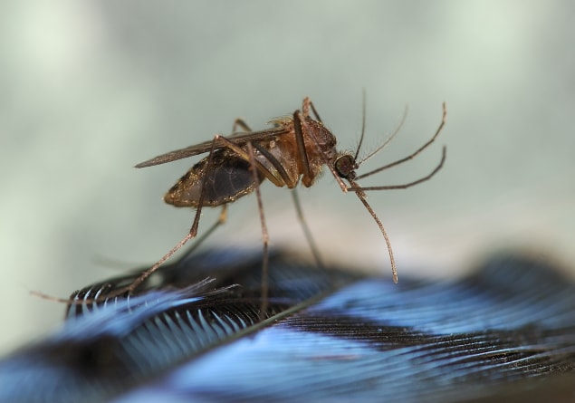 Culiseta melanura mosquito preparing to feed on a blue jay.