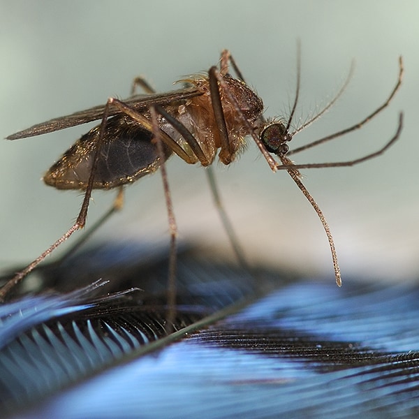 culiseta melanura mosquito