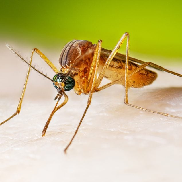 Adult female Culex quinquefasciatus mosquito taking a blood meal
