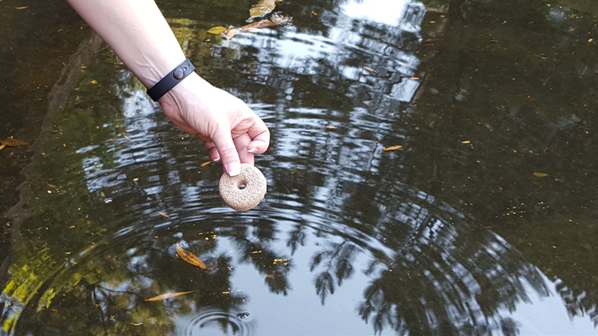 Person treating an aquatic habitat with a bti dunk.