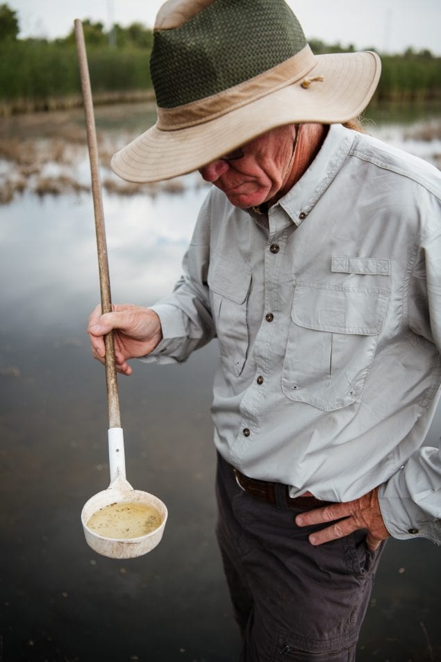 mosquito control professional examining larvae collected in a mosquito dipper