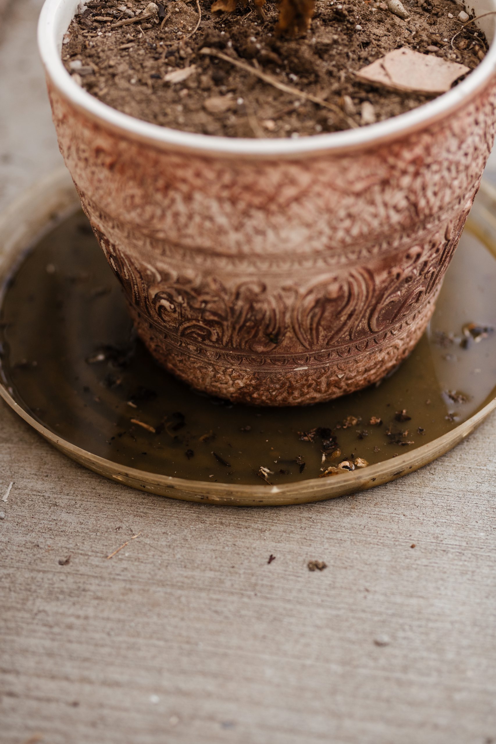 A pot saucer filled with standing water