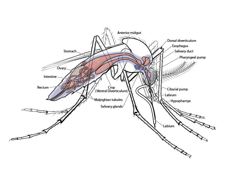 Drawing of a mosquito from the side with the interior body parts in color. Labels point to each body part; Rectum, Intestine, Ovary, Stomach, Anterior midgut, Dorsal diverticulum, Esophagus, Salivary duct, Pharyngeal pump, Cibarial pump, Labrum, hypopharynx, Labium, Salivary glands, Malpighian tubules, Crop (Ventral Diverticulum).