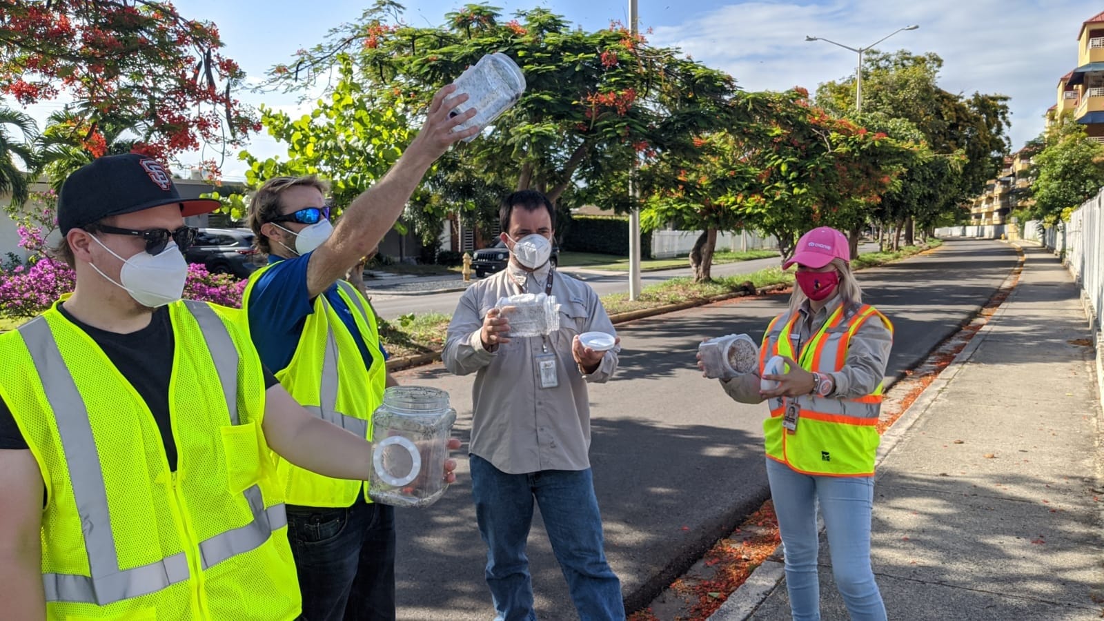 The Puerto Rico Vector Control Unit release mosquitoes with Wolbachia in Ponce, Puerto Rico.