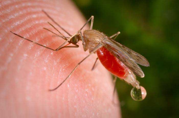 Anopheles freeborni mosquito