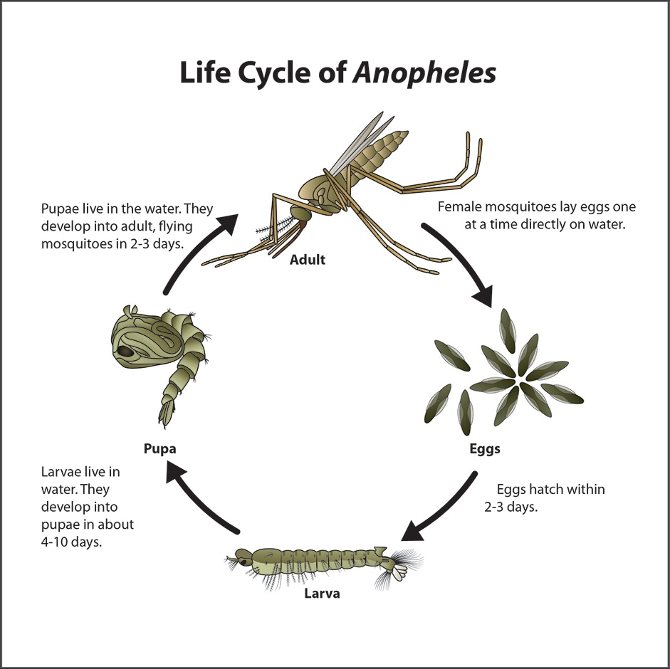 The life cycle of an Anopheles species mosquito includes an adult phase, an egg phase, a larval phase, and a pupal phase.