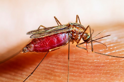 An adult female mosquito rests on a person’s arm.