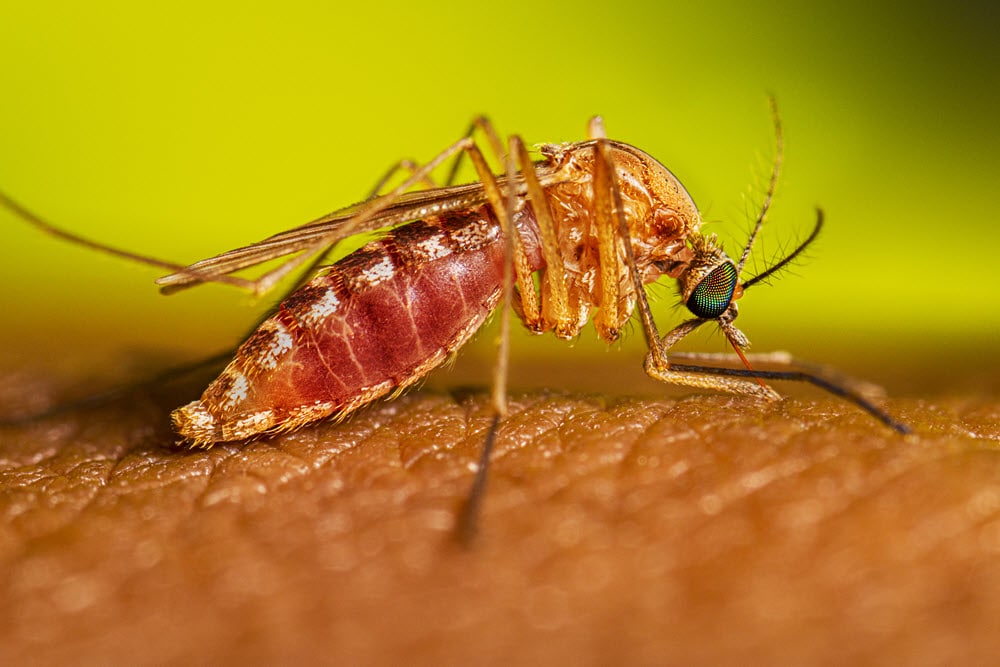 Adult Culex quinquefasciatus mosquito Feeding on human