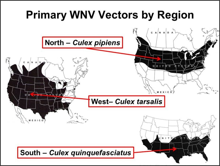 Primary WNV Vectors by Region - Northern US, Culex pipiens - West, Culex tarsalis - South, Culex quinquefasciatus
