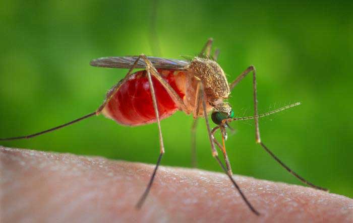 Culex species mosquito feeding on host's skin.