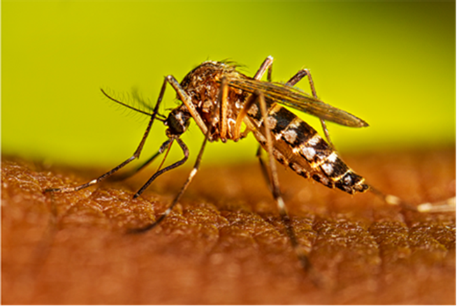 Mosquito Bite Symptoms and Treatment, Mosquitoes