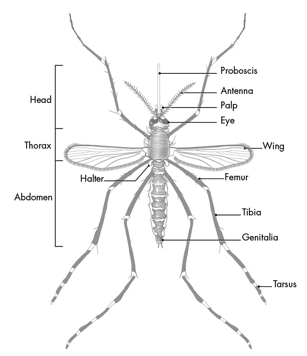 Stylized illustration of mosquito