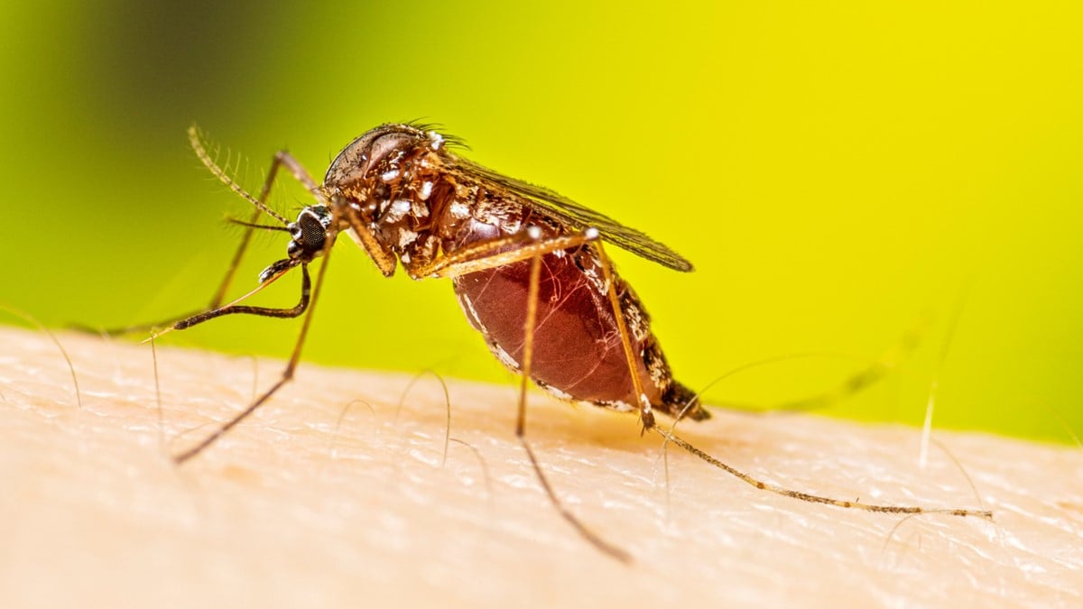 Photo of a female Aedes aegypti mosquito after a blood meal