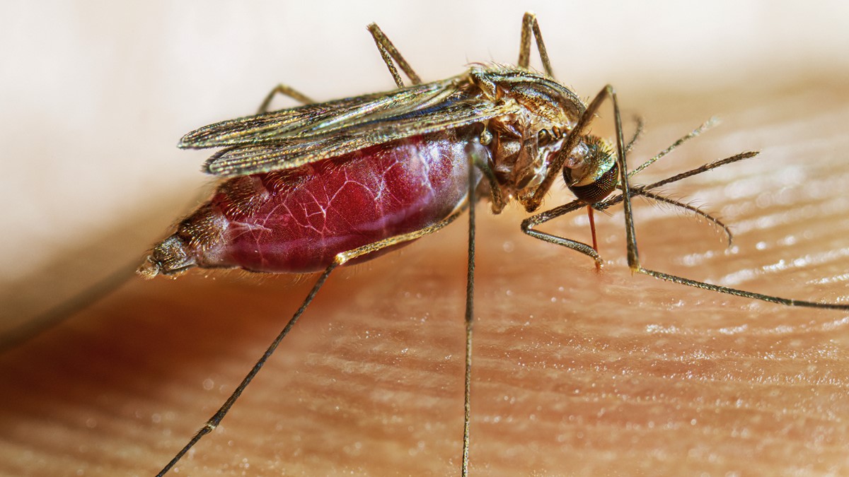 An Anopheles quadrimaculatus mosquito takes a blood meal from a human