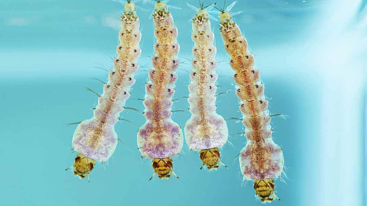 Four Anopheles quadrimaculatus mosquito larvae in water
