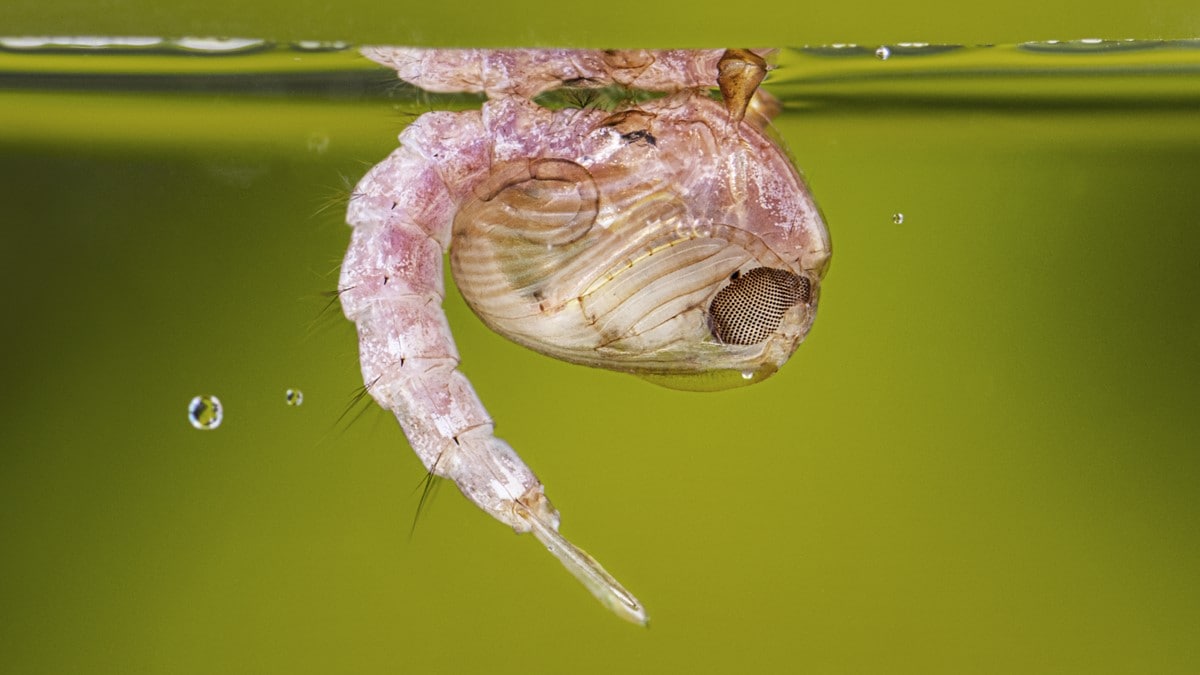An Anopheles quadrimaculatus pupa rests under the surface of the water