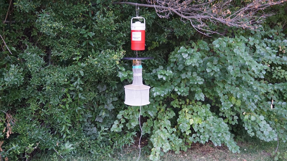 Photo of a CDC light trap hangs from a tree branch to collect mosquitoes for study.