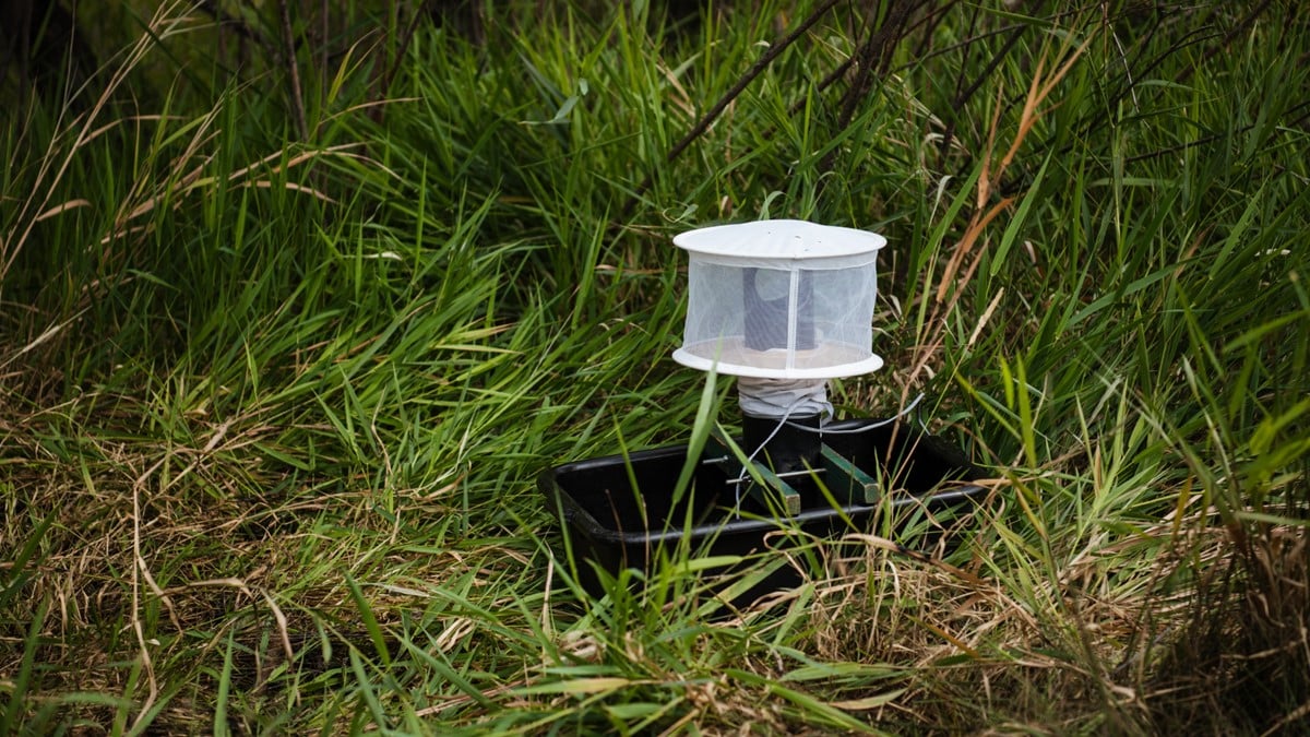 Photo of a gravid trap to collect mosquitoes for study placed in a field of grass.