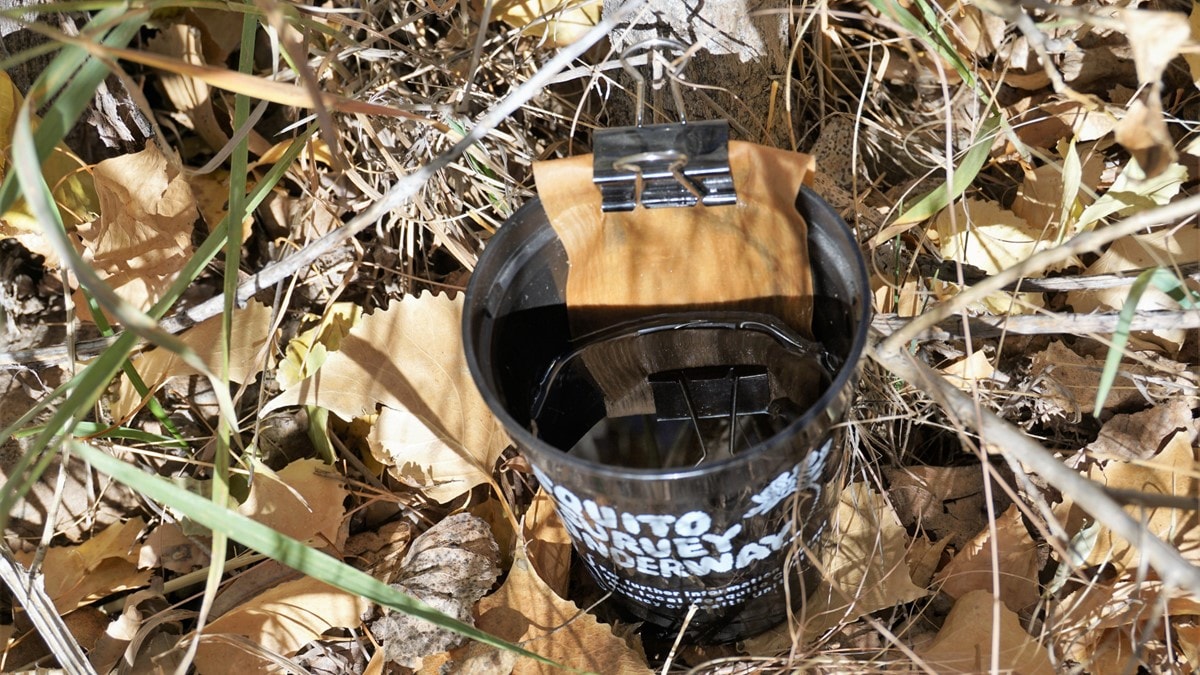 Photo of an ovicup trap placed in dry leaves for collecting mosquito eggs for study.