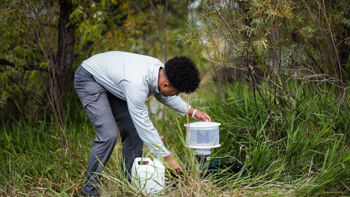 Photo of a mosquito control professional setting up a gravid trap.