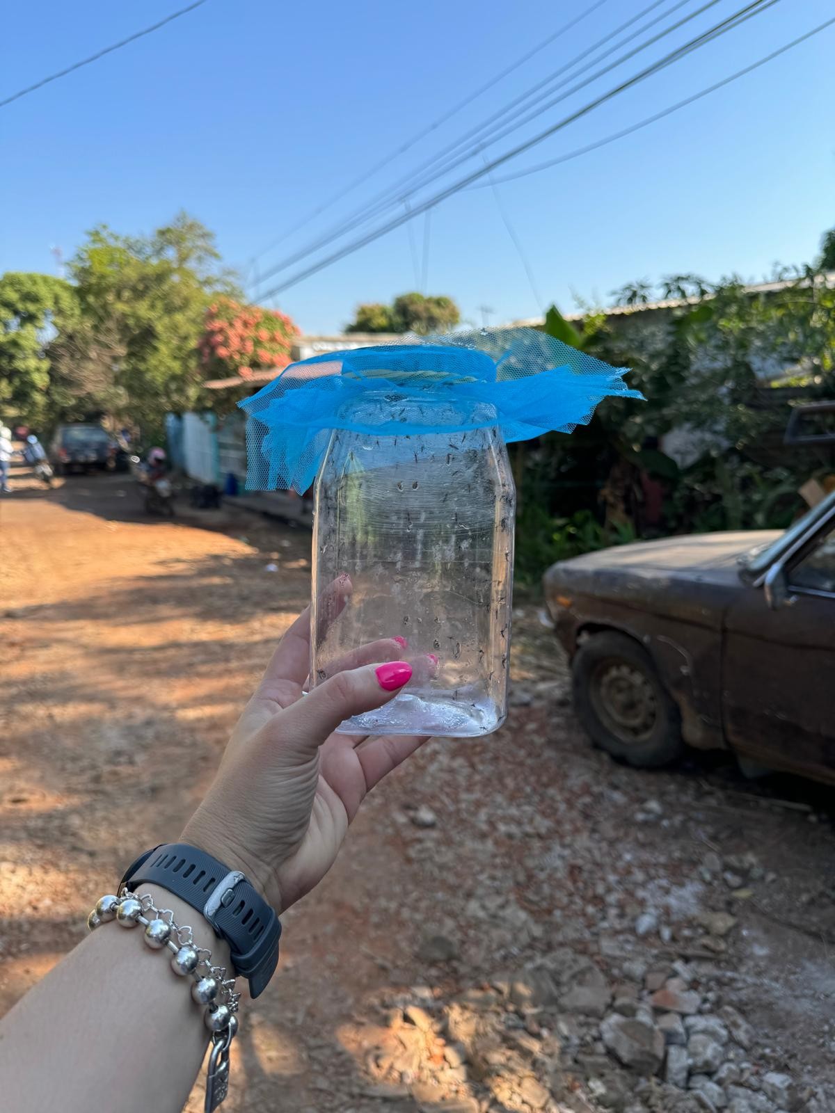 A hand holds a container with mosquitoes inside, covered with blue mesh, the outdoors of a residential area as background.