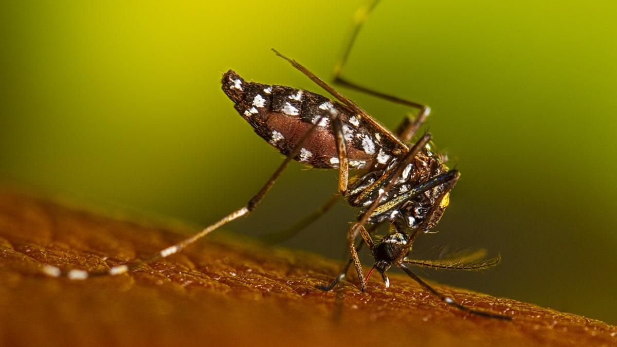 A female Aedes albopictus mosquito takes her blood meal.