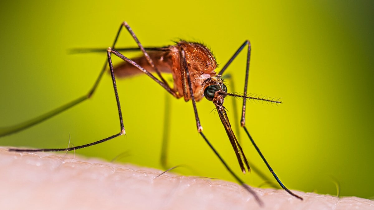Anopheles freeborni female mosquito resting