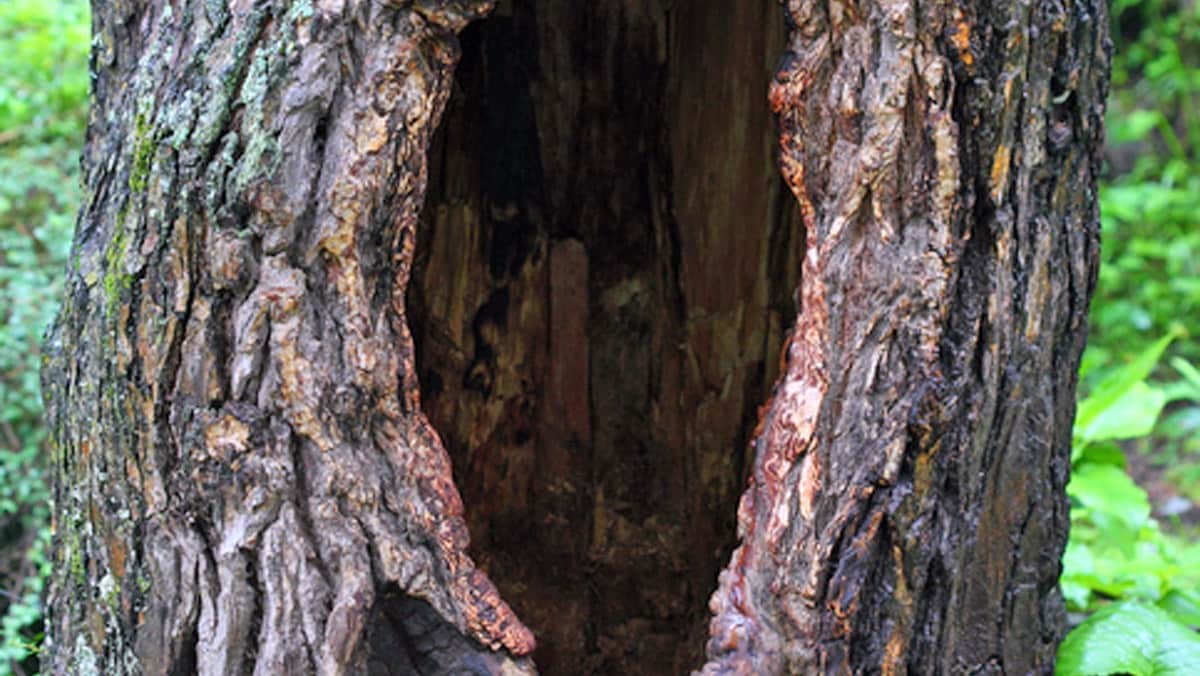 A large hole in a tree trunk.
