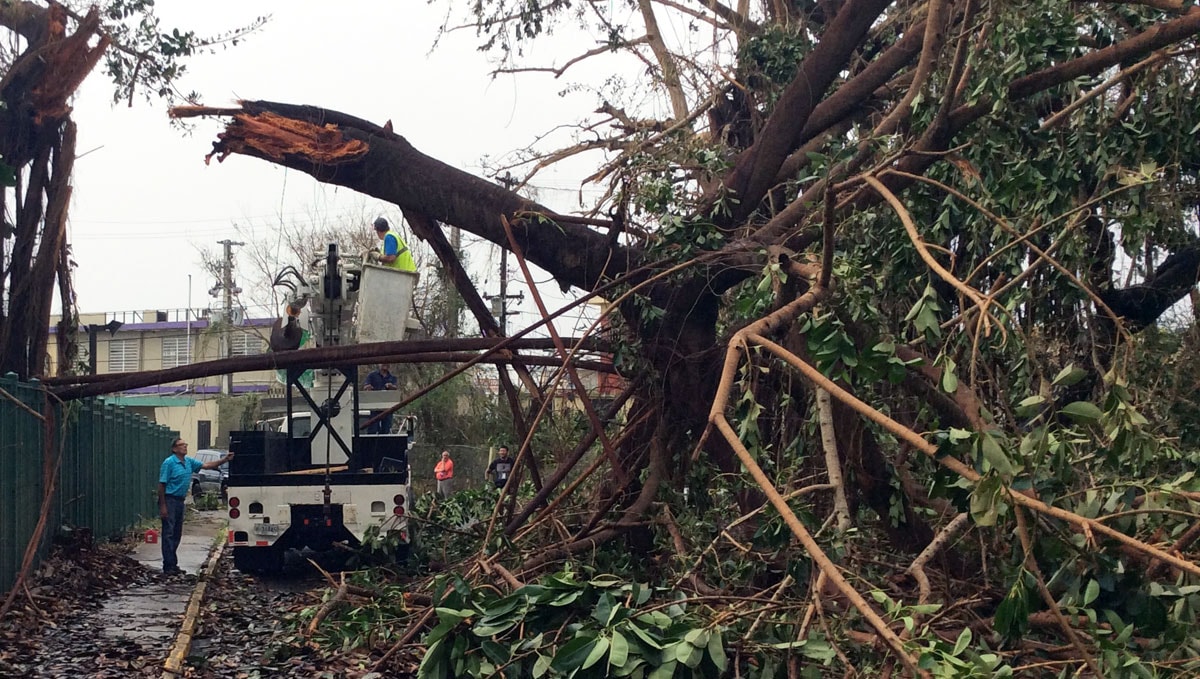 Workers in a truck prepare to remove a fallen tree from a street.