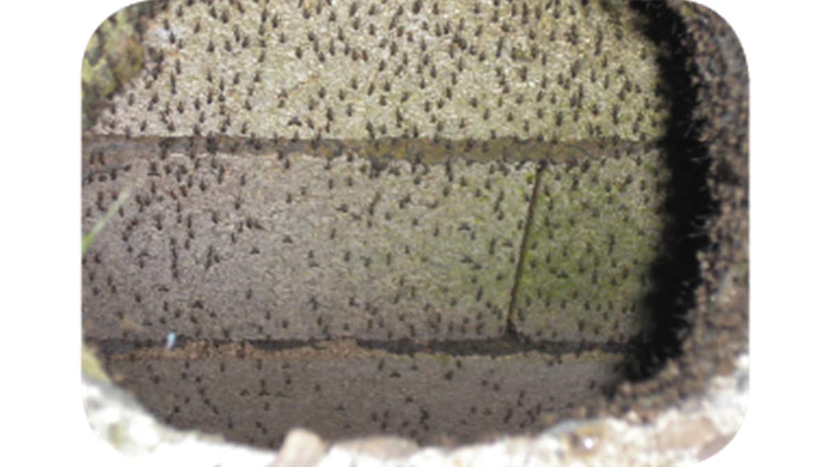 Hundreds of mosquitoes line a wall of a septic tank.