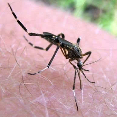 This floodwater mosquito is an aggressive biter but does not spread germs to people. Courtesy: Sean McCann.