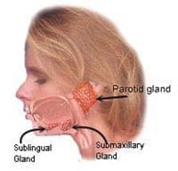 Parotid gland diagram