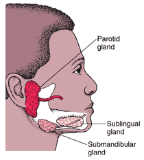 Photo of boy’s side face with glands labeled