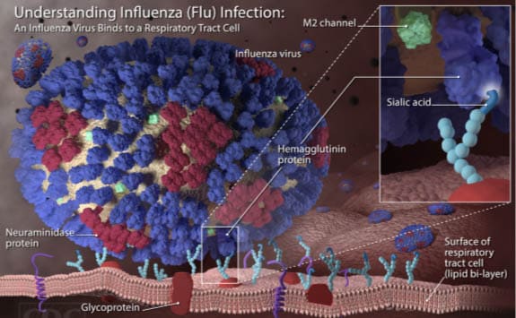 Understanding Influenza (Flu) Infection influenza microscopic image
