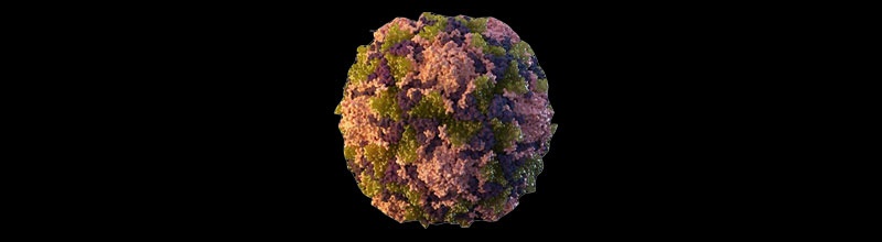 Polio virus Polio virus