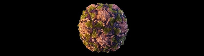 Polio virus