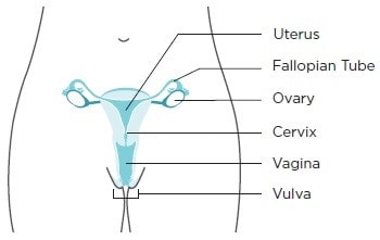 illustration of the female anatomy