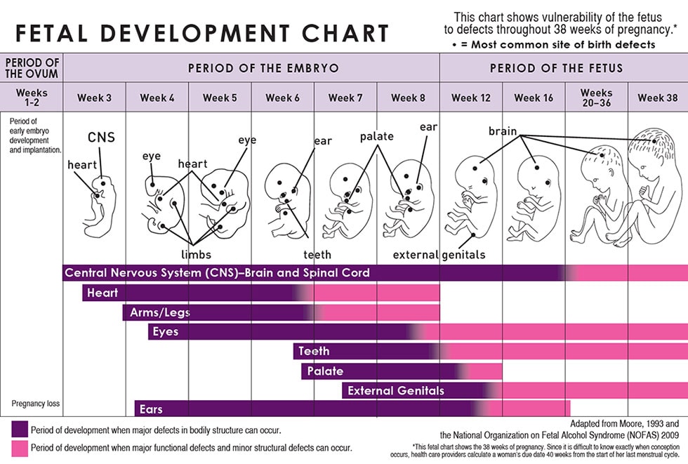 Fetal development chart diagram where central nervous development is shown to be present throughout