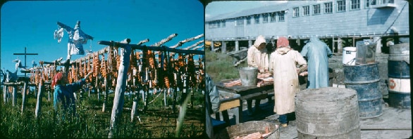 Mission Girls in St. Mary’s, Alaska (along the Andrefski river) cleaning fish (1957-1959).