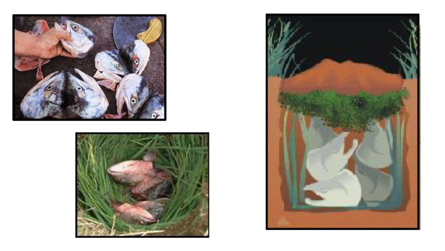 phapproach04 Fish head images and drawing