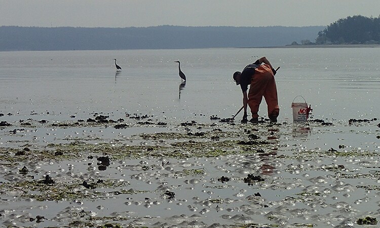 A person cleaning a shore