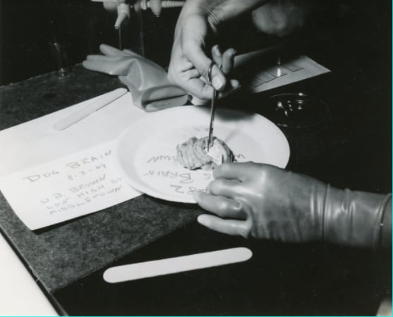 Black-and-white photo of a medical professional dissecting a dog brain in a pathology class. The dog brain is situated on a white plate, and the dissector uses scissors to cut open the top part of the brain. The dissector is wearing a single glove on their left hand but not on their right. A nearby piece of paper reads: Dog Brain, 8-3-49, W.B. Brown, 605 High St…, Middletown.
