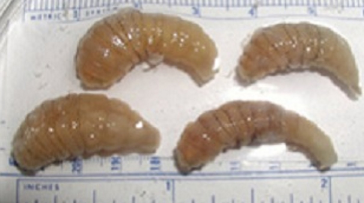 About Myiasis | Myiasis | CDC