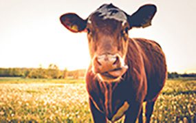 cow standing in field
